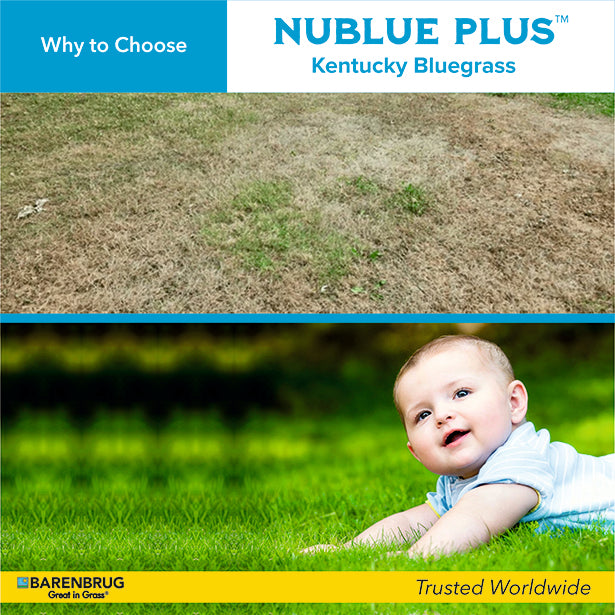 Why to choose Nublue Plus Kentucky Bluegrass with a baby on grass and Barenbrug logo