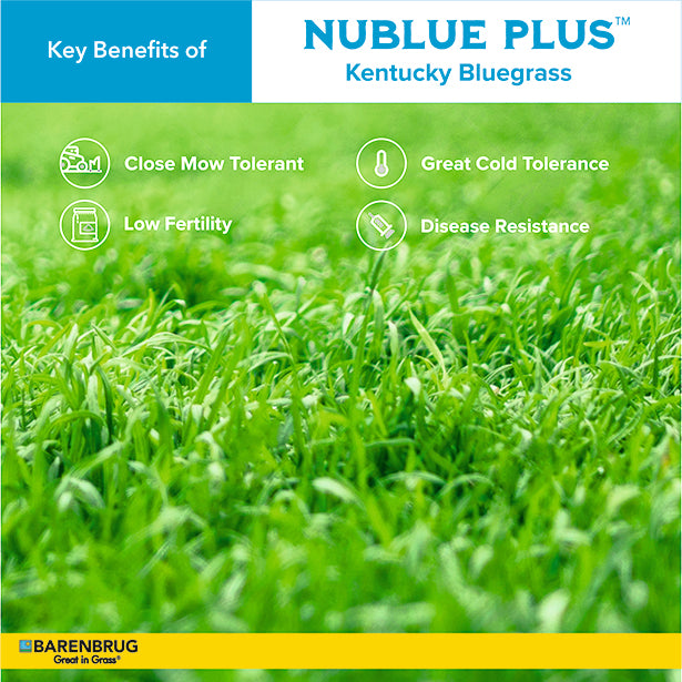 Advertisement for Nublue Plus Kentucky Bluegrass with key benefits listed.