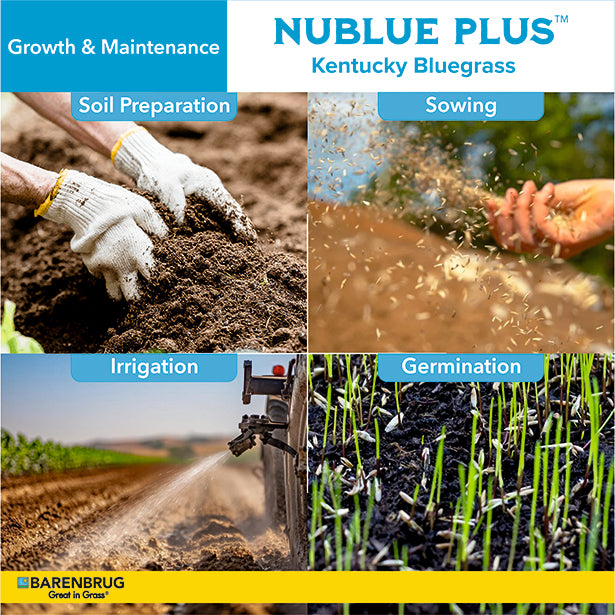Stages of growing Kentucky Bluegrass with Nublue Plus, including soil preparation, sowing, irrigation, and germination.