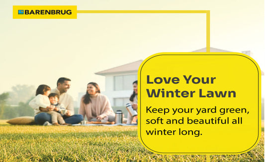 Perennial ryegrass turf in early winter conditions
