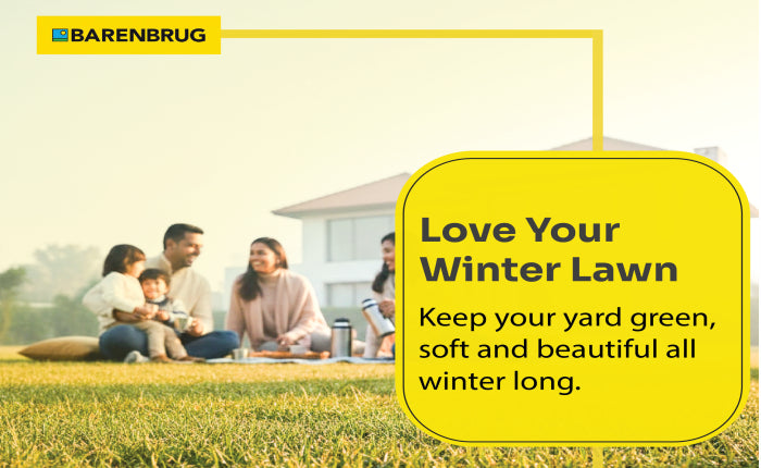 Perennial ryegrass turf in early winter conditions