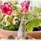 Adenium Plant Summer Care: A Complete Guide to Growing Desert Rose in Hot Climates