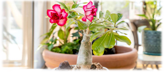 Healthy Adenium plant blooming in summer