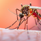 Fogging Secrets: How to Eliminate Mosquitoes Instantly