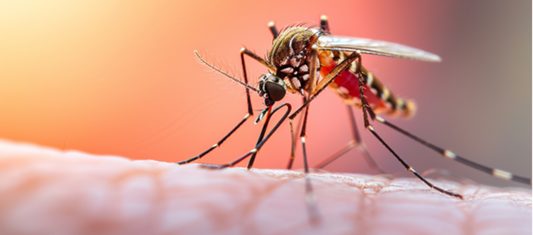 Fogging Secrets: How to Eliminate Mosquitoes Instantly