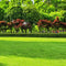 The Ultimate Guide to Lawn Care and Maintenance in the Winter Season
