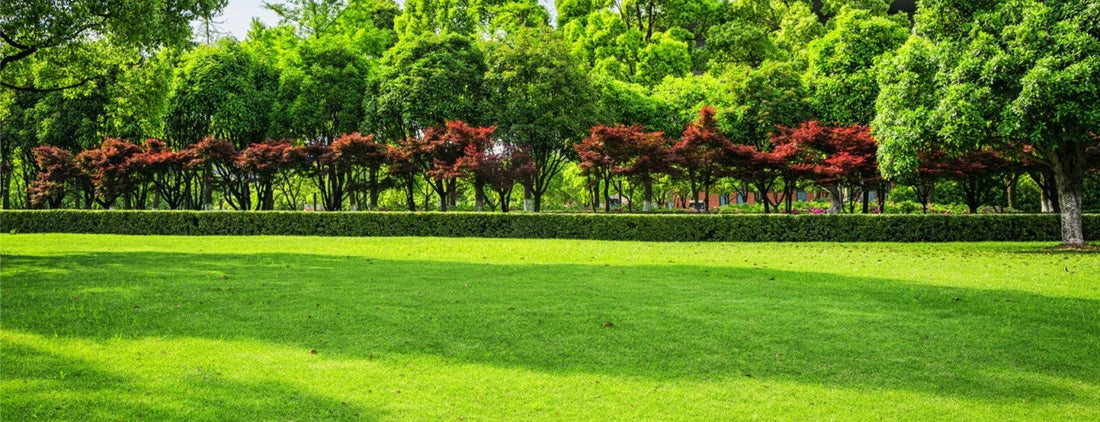 Healthy winter lawn with rich green turf