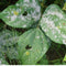 Powdery Mildew: How to Spot It, Stop It, and Protect Your Plants