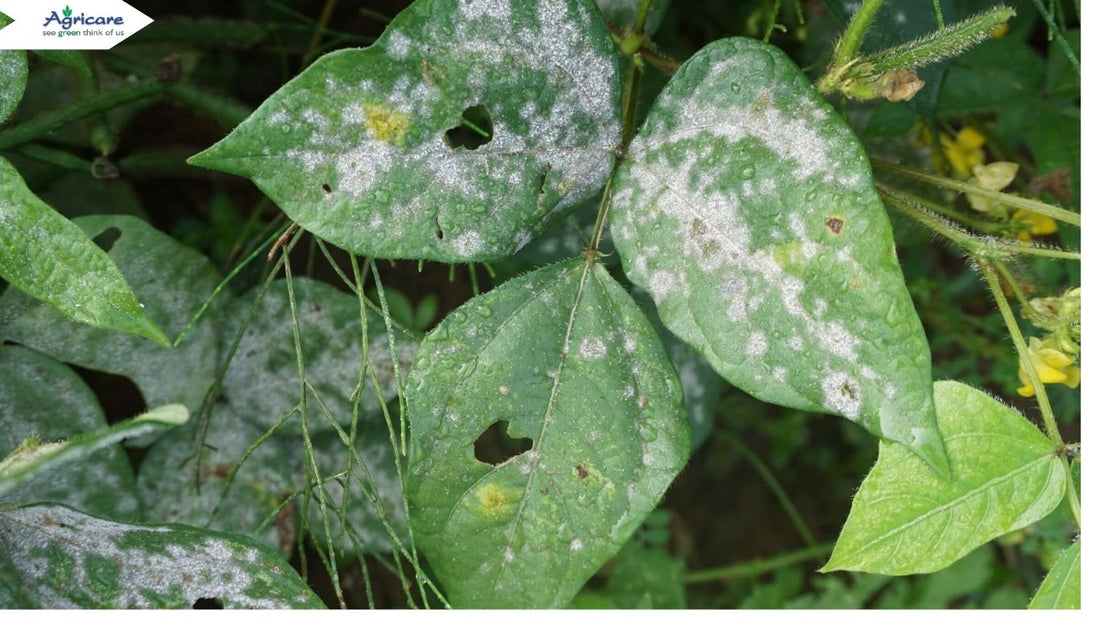 Early signs of powdery mildew on garden plant leaves