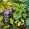 Downy Mildew in Crops: Symptoms, Causes, and a Nutrition-Based Strategy to Build Natural Plant Resistance
