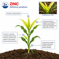 Zinc deficiency symptoms in maize showing yellow leaves stunted growth and delayed plant development.