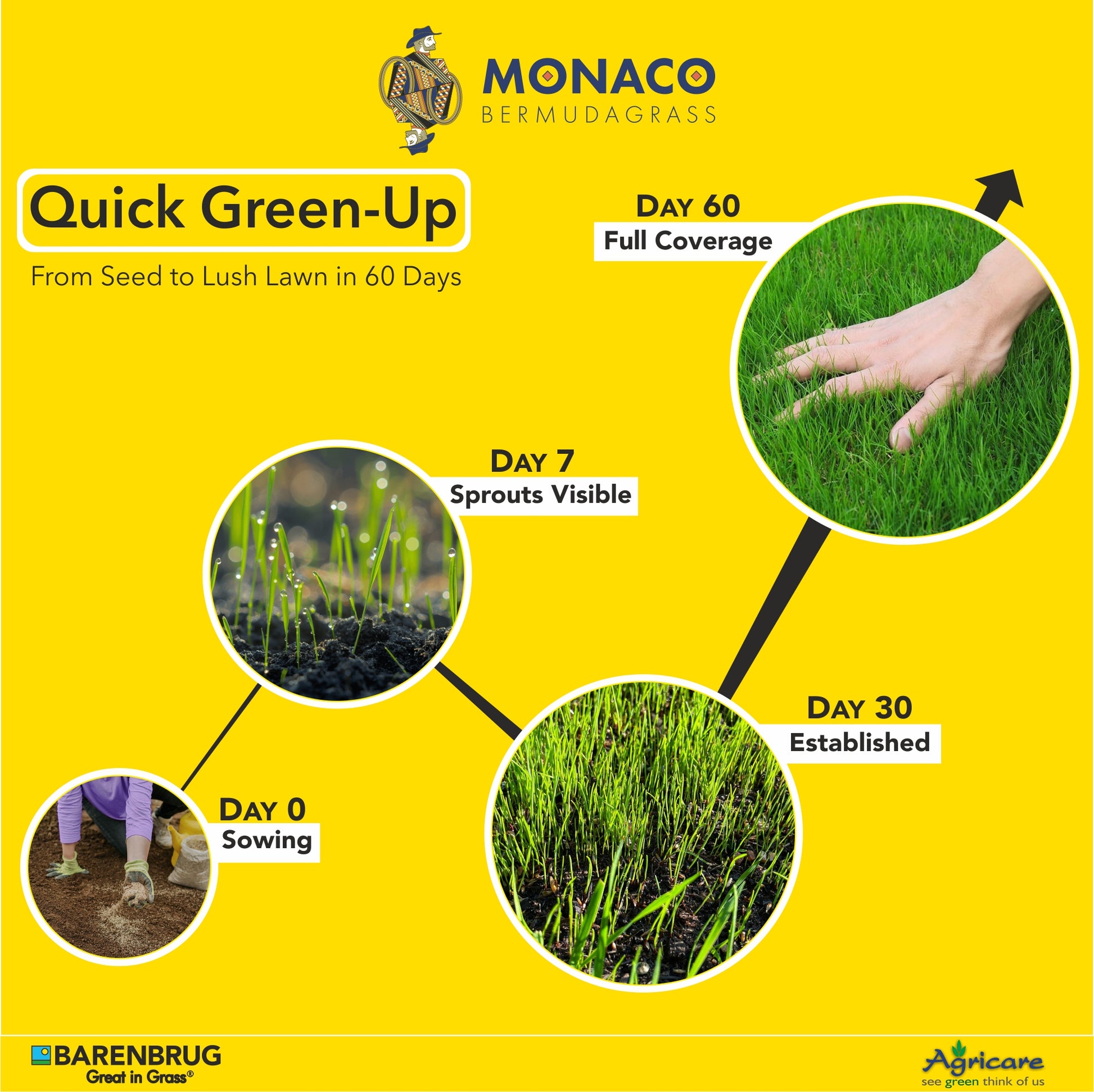 Drought-tolerant Monaco Bermudagrass thriving in dry soil