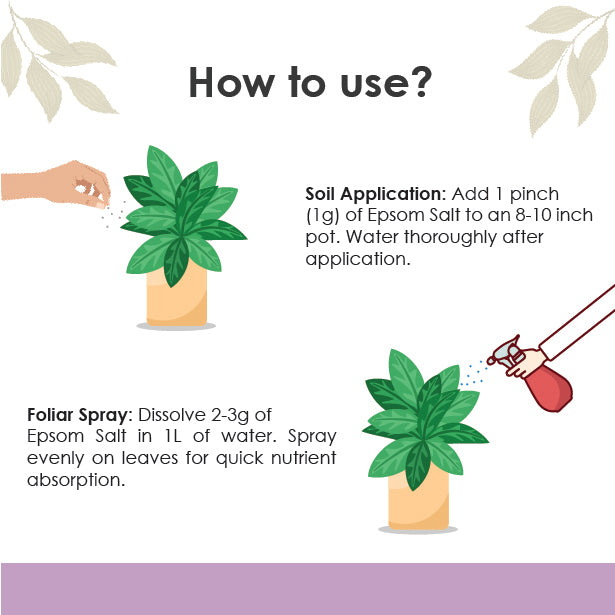 Guide showing soil application and foliar spray method for using epsom salt on plants.