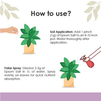 Guide showing soil application and foliar spray method for using epsom salt on plants.