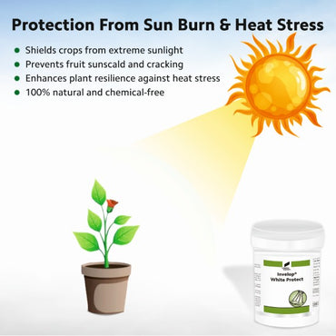 Invelop White Protect
