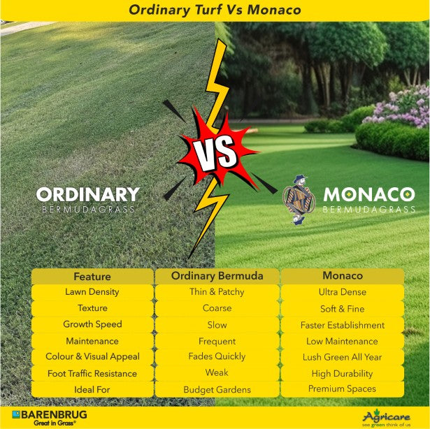 Monaco - Elite Seeded Bermudagrass