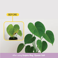 Comparison of Sulpha Mag epsom salt value and purity versus a popular brand’s uneven salt.