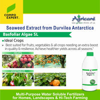 Better flowering and improved fruit setting using Basfoliar Algae SL bio stimulant